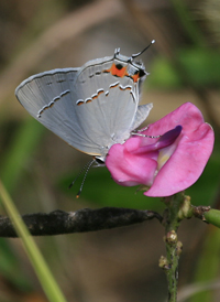 Gray Hairstreak